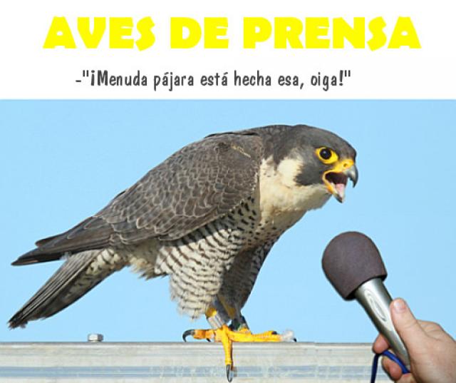 Aves_de_Prensa_la_pinicula.jpg